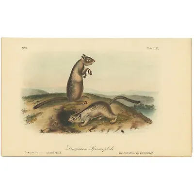 Audubon Quadrupeds Octavo Bowen 1849 H/c Litho Pl 49 Douglasses Spermophile • $41.60