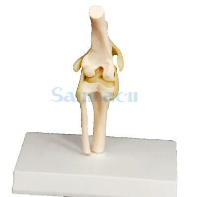 Dog Knee Canine Joint Model Medical Veterinary Teaching Research Skeleton Animal • $15.06