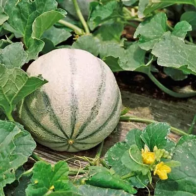 Charentais Melon Seeds | Non-GMO | Free Shipping | Seed Store | 1055 • $2.49
