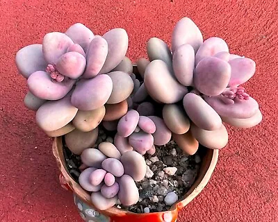 Graptopetalum Amethystinum - Lavender Pebbles Established Multi Heads Succulent • $65