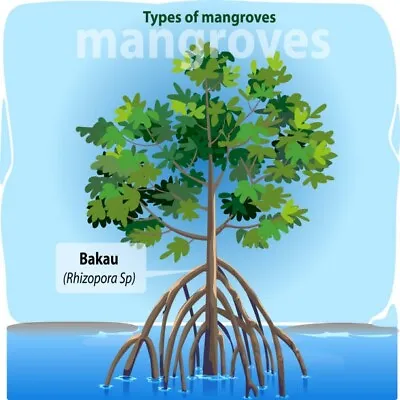 Red Mangrove Store - Aquarium Plants Plants- No Refund - View Other Ads • $69.99