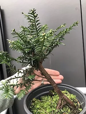 Yew Bonsai Tree Material • £25