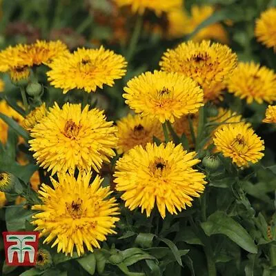 Thompson & Morgan Calendula Officinalis Calexis Yellow Garden Seed Hardy Annual • £2.99