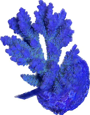 WYSIWYG XTRA LARGE Rainbow Tenuis Acropora Colony SPS Live Coral Acro • $80