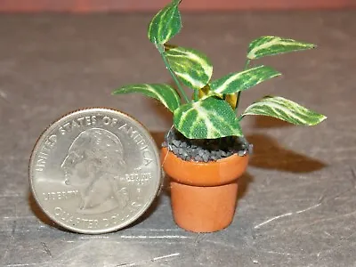 Dollhouse Miniature Marble Queen Plant In Pot 1:12 Inch Scale D15 Dollys Gallery • $34.18