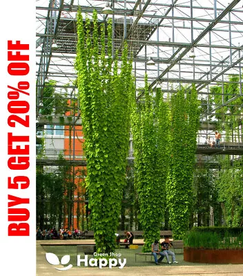 £1.19 • Buy HOPS - 40 Seeds - Humulus Lupulus - Fast Growing Perennial Vine Climber