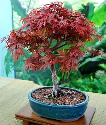 $9.95 • Buy Red Japanese Maple Bonsai Seeds | 10Pk 91% Germination W Instructions (Ever Red)