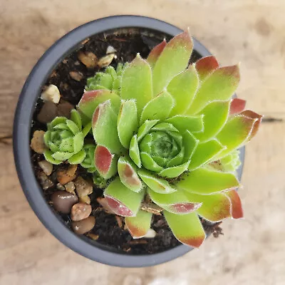 Sempervivum Standard Green • £4