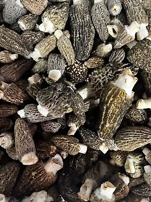 Fresh Wild Morel Mushrooms 1LB • $49.99