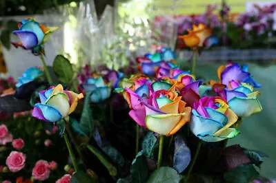 30 Seeds RAINBOW ROSE - RAINBOW ROSES + FREE • £1.72