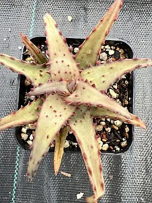 Aloe Castilloniae ( Spined Form) Rare Succulent 27/12/2023 • $150