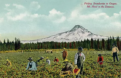 Picking Strawberries In Oregon Mt. Hood In The Distance. Or. Workers In Field. • $0.99