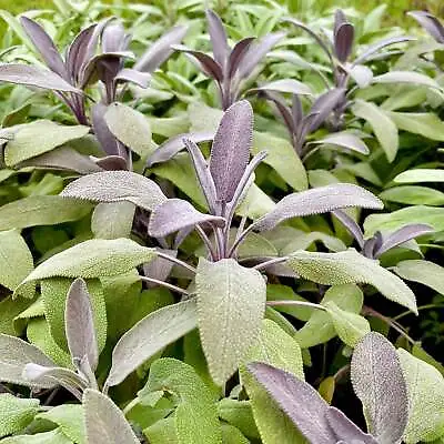 Sage Purple Herb - SALVIA Officinalis 'Purpurascens' • £8.50