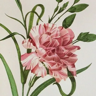 P J Redoute Flowers DIANTHUS CARYOPHYLLUS Botanical Art Print Book Plate 88 • $13.59