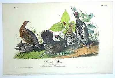 Audubon 1st Ed Octavo   CANADA GROUSE   Birds Of America Hand-colored Litho 1840 • $95