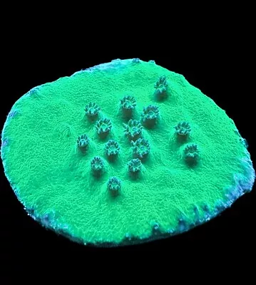 Live Coral Turbinaria Green Plating Aussie 1 -2  • $15