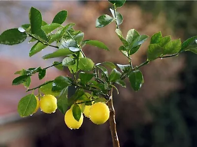 LEMON SEEDS 10 Seeds Citrus × Limon Fresh Organic Fruit Tree Medicinal • $7.95