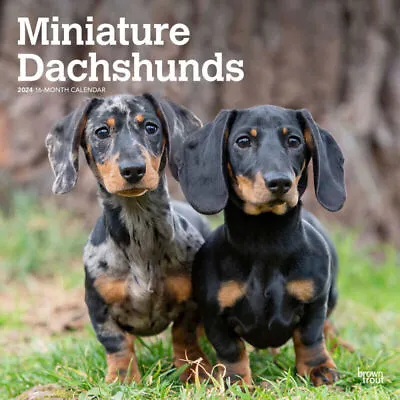 Browntrout Miniature Dachshunds 2024 12 X 12 Wall Calendar W • $14.44