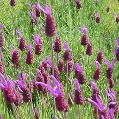 French Lavender 'Purple Ribbon' /Lavandula Stoechas /Hardy Perennial /50 Seeds • £1.69