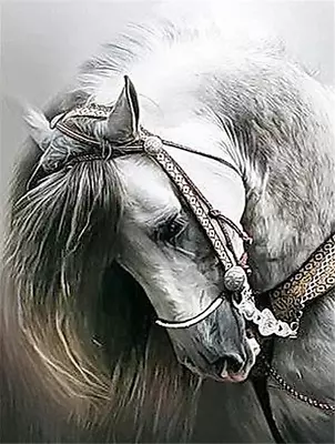 50X70CM Full Drill 5D Diamond Painting Mural Horse Head Animal Cross Stitch Kits • $14.56