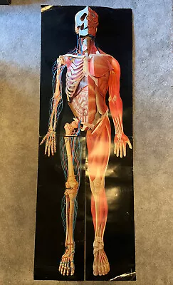 Anatomical 3 Dimensional Man David Pelham Pop Up Life Size Anatomy Human Body • £68.99