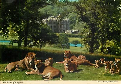 C19462 The Lions Of Longleat Warminster Wiltshire England John Hinde Postcard • £0.99