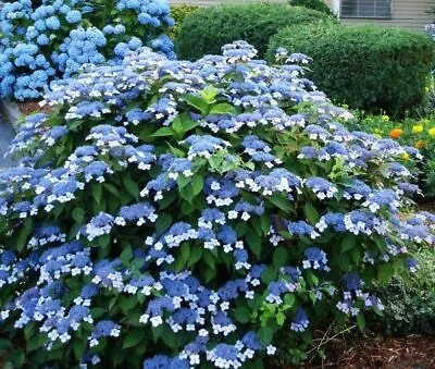 Blue Bird Lacecap Hydrangea - Live Plant - ( 1 QT ) • $23.99