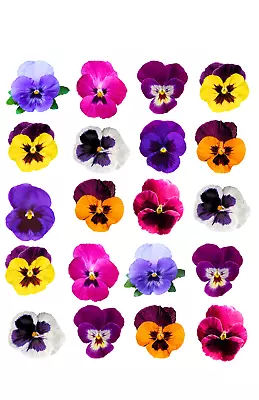 Edible Cake Topper 40 Pansies Flowers Sweet Wafer Card Cake Any Image Pre-cut • £3.99