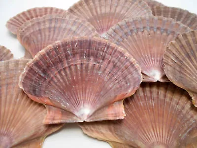 $11.99 • Buy 12 Mexican Flat Scallop Shells Seashells Large 3  Crafts Coastal Beach Cottage