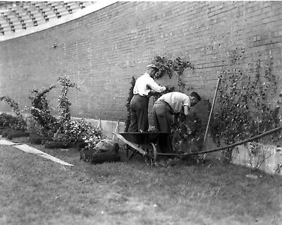 Wrigley Field 8x10 Photo Baseball Mlb Picture Chicago Cubs Planting Ivy • $4.99