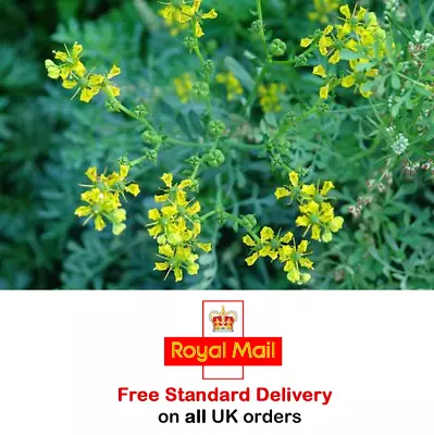 £2.95 • Buy 200 X RUE SEEDS - Sow February To May & August To November - Fast Dispatch