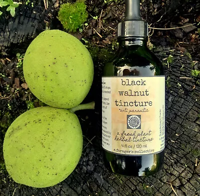 Black Walnut Tincture  Juglans Nigra Extract  Fresh Hull Herbal • $30