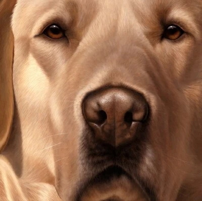 £179 • Buy Nigel Hemming LARGER THAN LIFE Print, Yellow Labrador Gun Dogs Art Gift #1