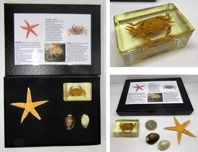 Marine Sea Life Nature Collection Crab Starfish In Quality Gift Display Box • £10.95