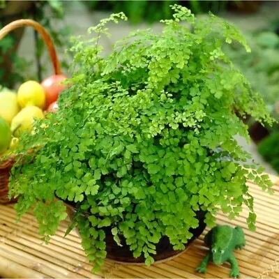 Maidenhair Fern Adiantum Raddianum Rare Live Plant Rhizome Roots Indoor Outdoor • $17.99