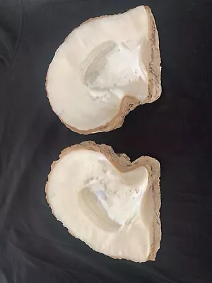 Vintage Western Australia Mother Of Pearl Oyster Shells • $50