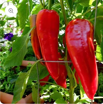 4x Long Red Marconi Rosso Sweet Large Pepper Plug Plants. • £11.99