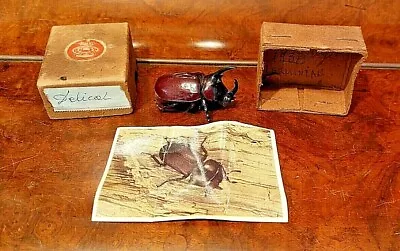 Original Vintage 1930 Insect Beetle From Belgium With Photo And Date In The Box  • $79.99