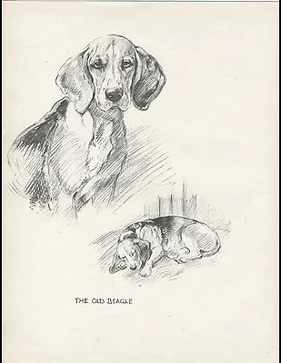 BEAGLE AN OLD DOG LOVELY VINTAGE 1930'S SKETCH PRINT By K F BARKER • £7.99