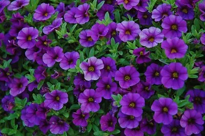 6 Petunia Calibrachoa Dark Blue Plug Plants Million Bell Hanging Basket Flowerrs • £7.99