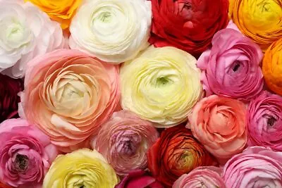 6 Mixed Peony Ranunculus Bulbs - Ships From Iowa USA - 6 Large Healthy Bulbs • $8.96