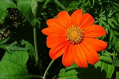 Florist Choice! Torch Tithonia Rotundifolia Mexican Sunflower 50+ Seeds • $2.59