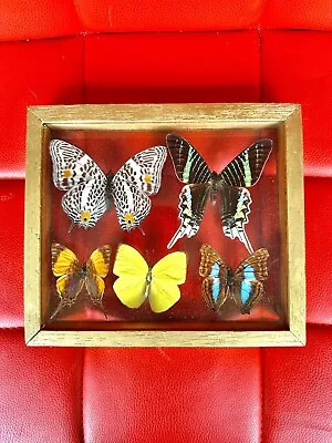 Exotic Real BUTTERFLIES FRAMED GLASS CASE BUTTERFLY TAXIDERMY COLLECTIBLES 5 • $57