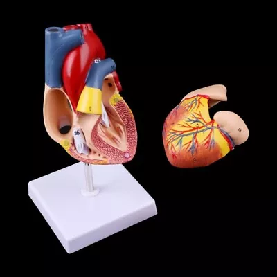 Human Heart Model 2 Parts Life Size Medical Numbered Anatomical Cardiac Model • $37.99