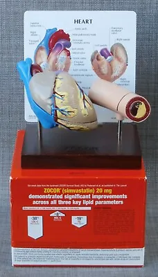 Merck Human HEART & ARTERY MODEL Doctor Display Wood Stand ZOCOR Advertising • $49.99