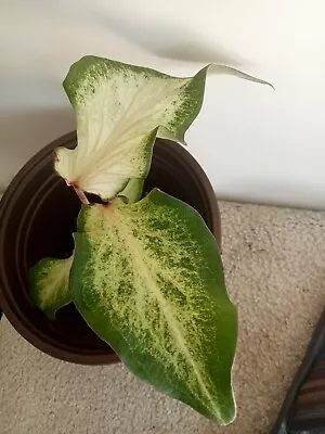 LAST ONE FOR THE SEASON  Beautiful Caladium Bicolour Cross Bred Strap Leaf • $22