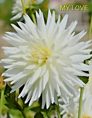 Cactus Dahlia MY LOVE Snow White 1 X Tuber UK SELLER • £8.19