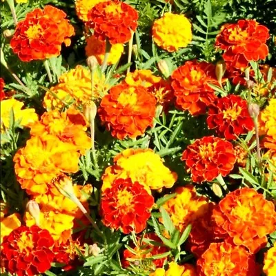 Sparky French Marigold Flower Mix. 200 Seeds. • $3.49