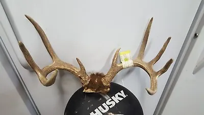 21  Wide 144  Nice 5x5 WHITETAIL DEER RACK Antlers Mule Mount Taxidermy Elk Cape • $185