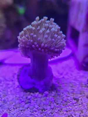 1x TEAL GREEN TOAD STOOL - SOFT Coral Marine Frag Quick Shipping • $17.99